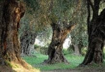 “Μάστιγα” για τους ελαιοπαραραγωγούς της περιοχής η κλοπή ελαιοκάρπου & η κοπή ελαιοδέντρων για το τζάκι!