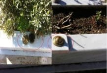Θυμός και σκεπτικισμός για τις κλοπές και τους βανδαλισμούς στο νεκροταφείο Γέρακα