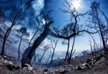 Ολοκληρωμένο σχέδιο παρέμβασης στα καμένα του Υμηττού