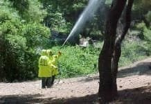 Από 24 Αυγούστου η έναρξη δολωματικών ψεκασμών δακοκτονίας