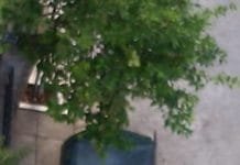 Κάδος απορριμμάτων στην καρδιά της Παλλήνης «άσκεπος» και βοηθούσης της θερμοκρασίας «βραστήρας» ανυπόφορων οσμών!