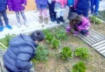 Στο 8ο & 10ο Νηπιαγωγείο Γέρακα, έφτιαξαν λαχανόκηπο και τα προϊόντα του τα διέθεσαν στο Κοινωνικό Παντοπωλείο
