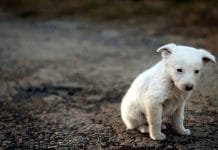 Βεβαίωση μετακίνησης για τη σίτιση αδέσποτων ζώων