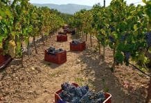 Τα προβλήματα των παραγωγών & καλλιεργητών αντικείμενα ευρείας σύσκεψης στο Δήμο Παιανίας