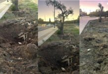 «Πράσινο» φιάσκο: η επικοινωνιακή φούσκα της Δημοτικής Αρχής Παλλήνης για τη μεταφύτευση 14 ελαιόδεντρων