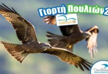 Ευρωπαϊκή Γιορτή των Πουλιών 2026: Μεγάλες φθινοπωρινές εκδηλώσεις σε όλη την Ελλάδα